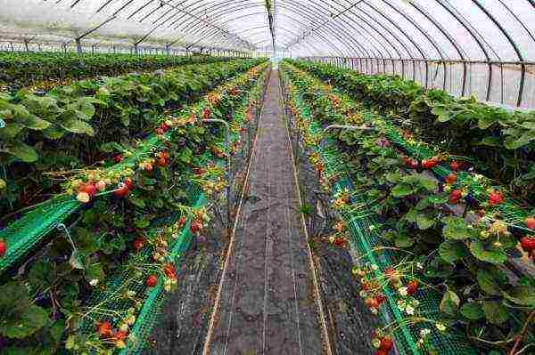 anong mga pagkakaiba-iba ng mga strawberry ang maaaring lumaki sa greenhouse sa buong taon