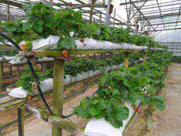 anong mga pagkakaiba-iba ng mga strawberry ang maaaring lumaki sa greenhouse sa buong taon