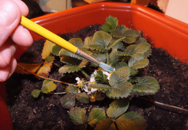 what varieties of strawberries can be grown in the greenhouse all year round