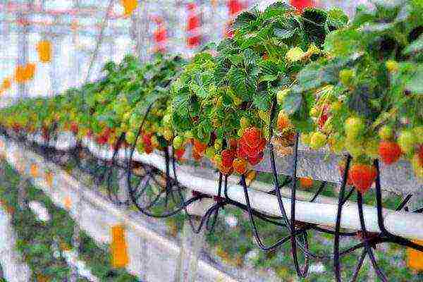 anong mga pagkakaiba-iba ng mga strawberry ang maaaring lumaki sa greenhouse sa buong taon