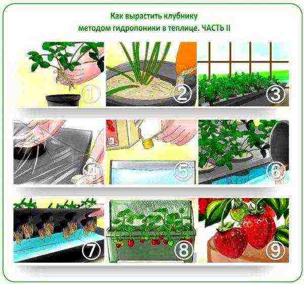 what varieties of strawberries can be grown in the greenhouse all year round