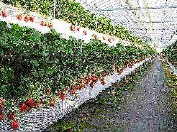 what varieties of strawberries can be grown in the greenhouse all year round