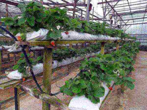 what varieties of strawberries can be grown in the greenhouse all year round