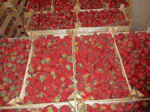 what varieties of strawberries can be grown in the greenhouse all year round