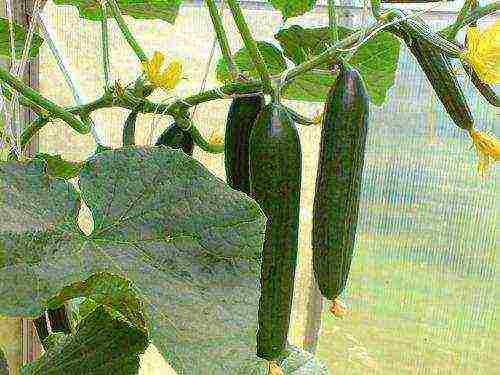 what fertilizers to apply when planting cucumbers in open ground