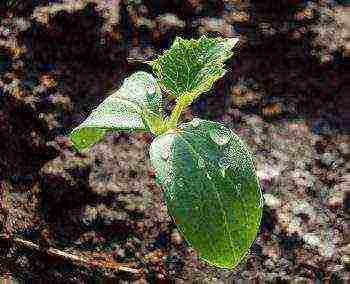 what fertilizers to apply when planting cucumbers in open ground