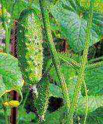 what fertilizers to apply when planting cucumbers in open ground