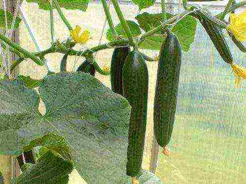 what fertilizers to apply when planting cucumbers in open ground