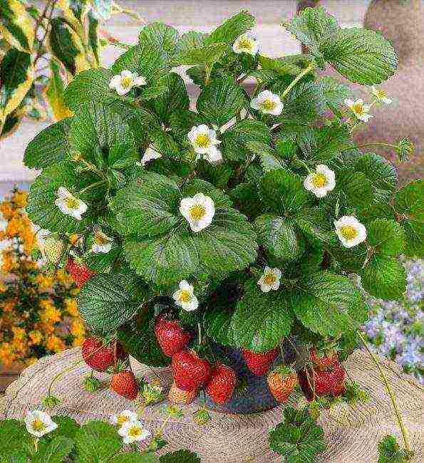 anong uri ng mga strawberry ang maaaring lumaki sa windowsill buong taon