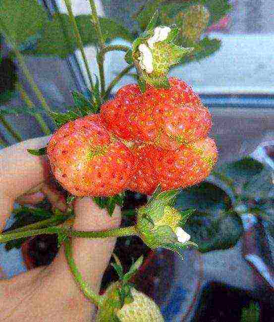 anong uri ng mga strawberry ang maaaring lumaki sa windowsill buong taon