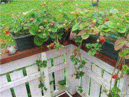 what kind of strawberries can be grown on the windowsill all year round