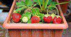 anong uri ng mga strawberry ang maaaring lumaki sa windowsill buong taon