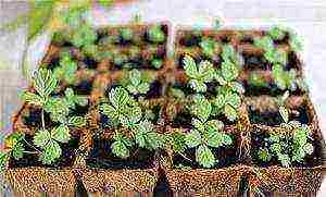 what kind of strawberries can be grown on the windowsill all year round