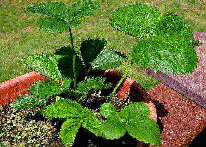 what kind of strawberries can be grown on the windowsill all year round