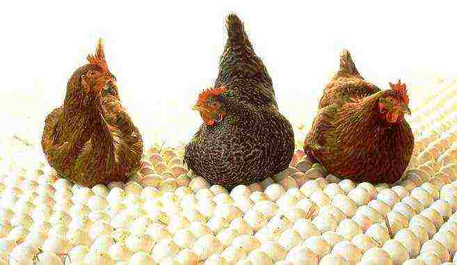 which poultry is more profitable to grow for meat at home