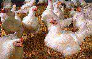 which poultry is more profitable to grow for meat at home