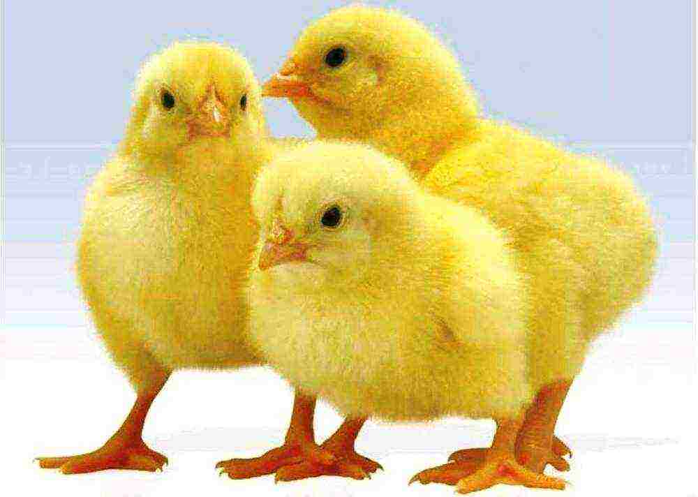 which poultry is more profitable to grow for meat at home