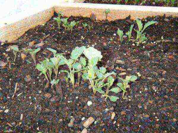 It is necessary to transplant Kale seedlings together with an earthen clod