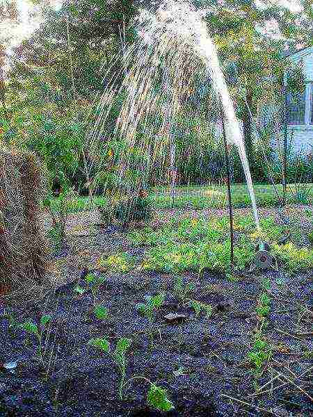 Watering kale cabbage