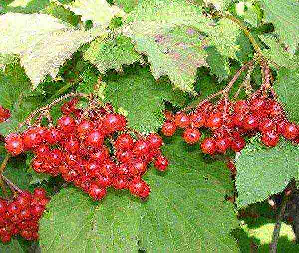 Ang Viburnum vulgaris ay ginagamit sa katutubong gamot bilang isang anti-namumula at hemostatic na ahente.