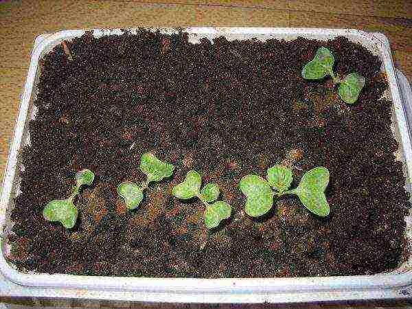 The first sprouts of cabbage