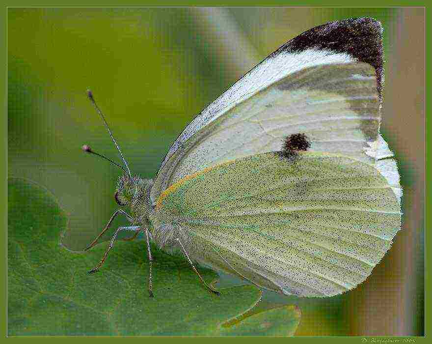 cabbage planting and care in the open field pest control