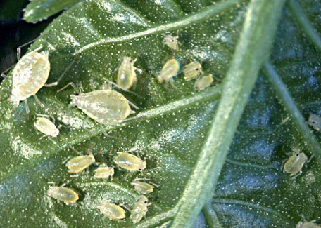 cabbage planting and care in the open field pest control