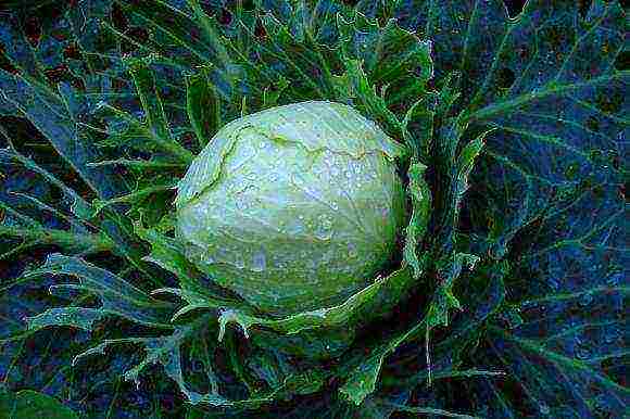 cabbage planting and care in the open field pest control