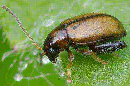 cabbage planting and care in the open field pest control