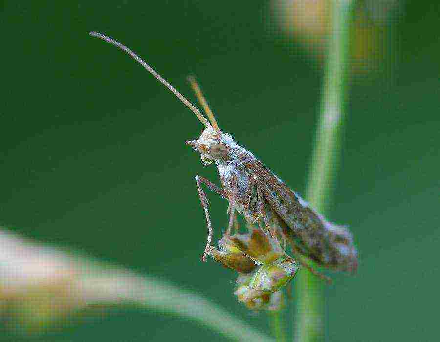 cabbage planting and care in the open field pest control