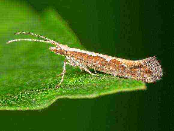 cabbage planting and care in the open field pest control