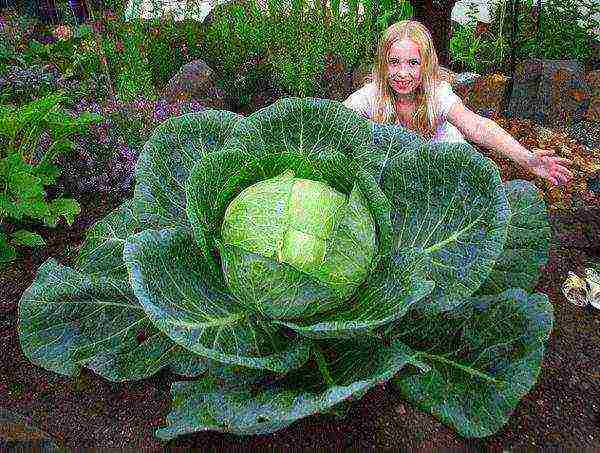 The weight of Megaton heads of cabbage can reach 5-7 kg