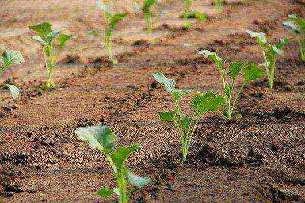 Ang Megaton cabbage ay nangangailangan ng isang maaraw at maaliwalas na lugar