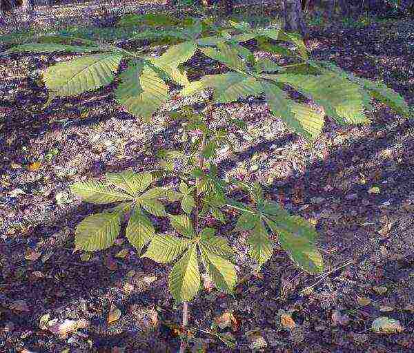 Planting depth of horse chestnut - 5-7 cm