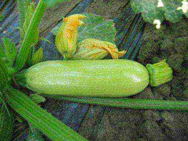 Ang bigat ng prutas ng Cavili zucchini ay maaaring umabot sa 300 gramo