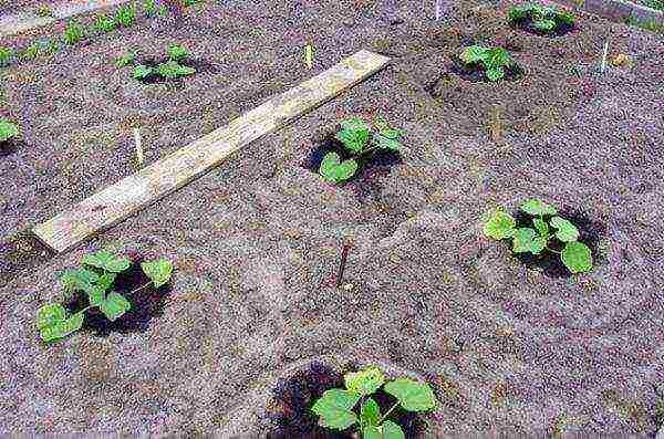Cavili is not recommended to be planted after pumpkins, cucumbers and squash