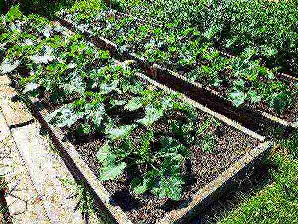 Ang mga kama ng zucchini ay maaaring itaas sa taas na 20-30 cm