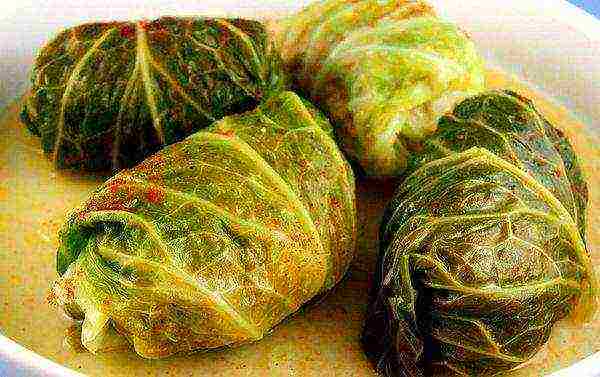 Cabbage rolls are good from the leaves of the variety.