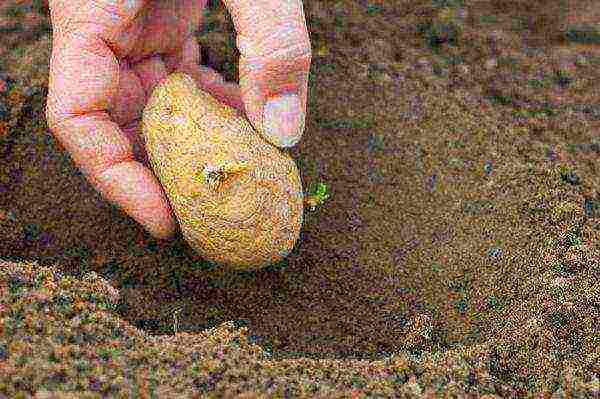 According to the method, the tubers are planted to a depth of about 60cm