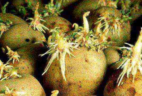 The tubers must turn green and germinate before planting.