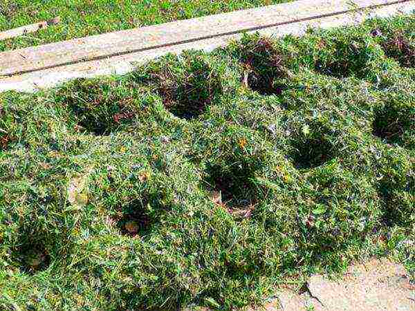 There is no need to dig up the soil, the tubers are laid out directly on the weeds