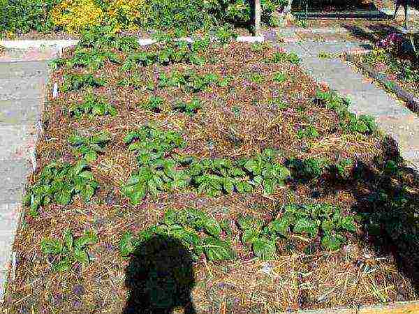 Hilling potato bushes is done with weed compost