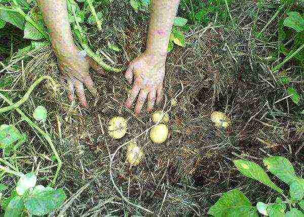 Kapag nag-aani, kailangan mong ilipat ang pag-aabono, kolektahin ang mga tubers at itulak ito pabalik