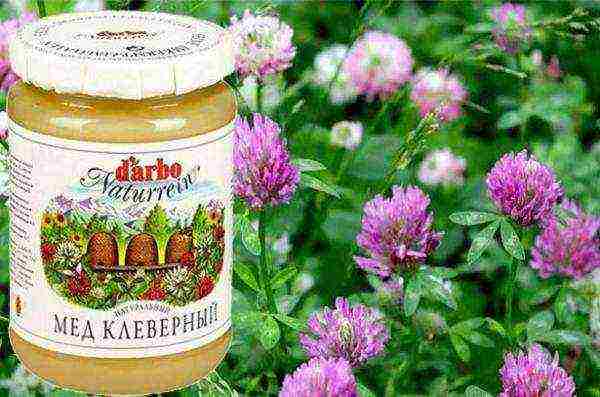 Packaged clover honey