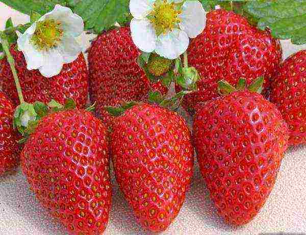 ang mga varieties ng strawberry ay mabuti