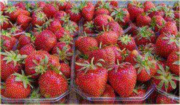 ang mga varieties ng strawberry ay mabuti