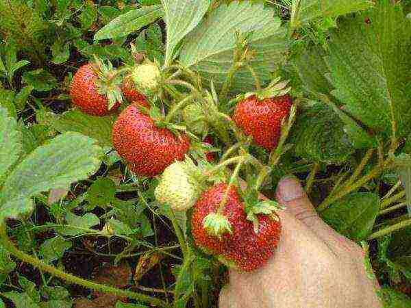 ang mga varieties ng strawberry ay mabuti