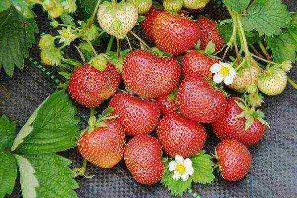 ang mga varieties ng strawberry ay mabuti