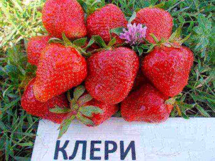 strawberry varieties are good