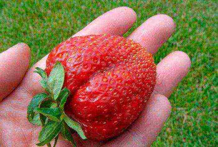 ang mga varieties ng strawberry ay mabuti